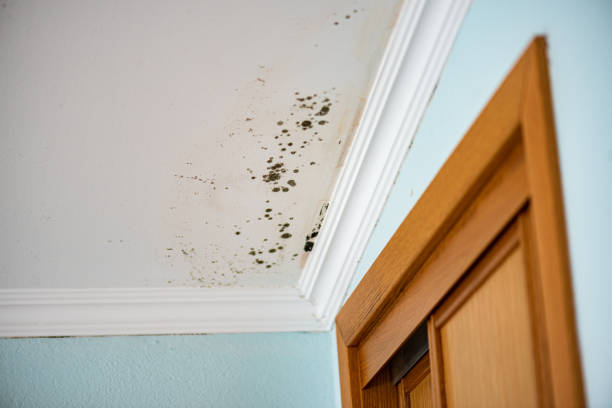 Best Commercial Mold Remediation in Spring Glen, UT